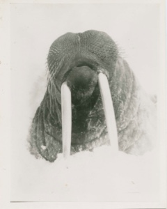 Image: Walrus Head